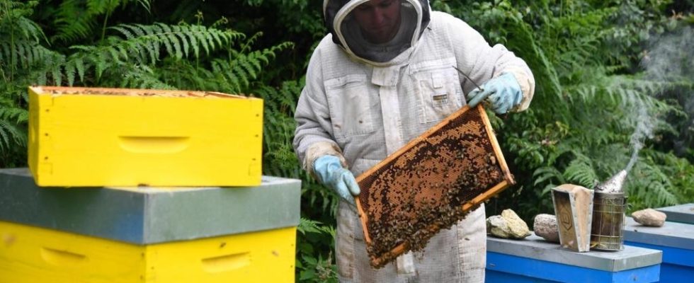 beekeepers denounce low cost honey imports