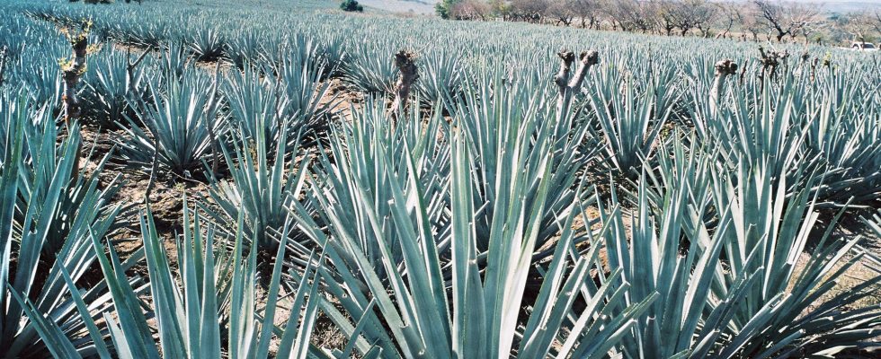 why tequila sees life in roses – LExpress