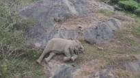 A lost baby elephant was guided back to its mother