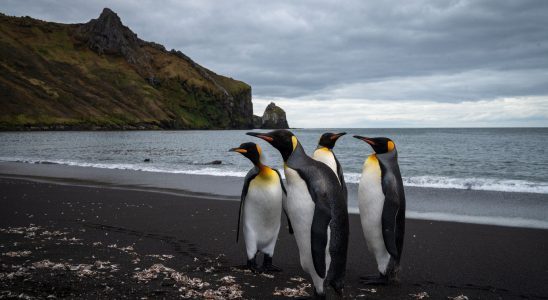 Avian flu Antarctica faces worst case scenario