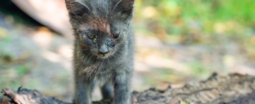 Cats mysteriously mutilated tortured or killed and children suspected