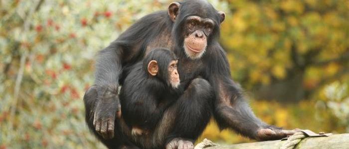 Chimpanzees recognize old acquaintances