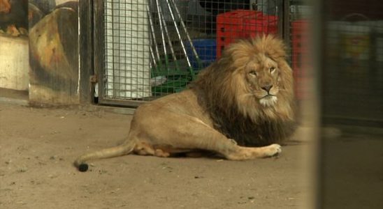 Circus lion dumped in Tienhoven moves to South Africa with