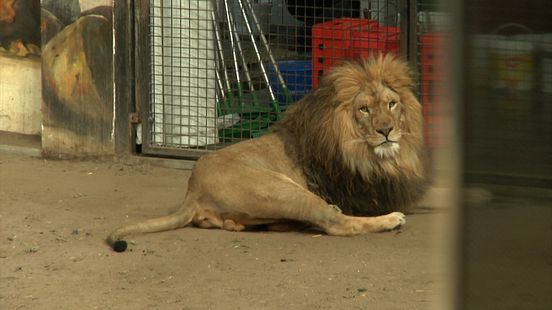 Circus lion dumped in Tienhoven moves to South Africa with
