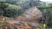 Deforestation in the Amazon was halved last year Foreign