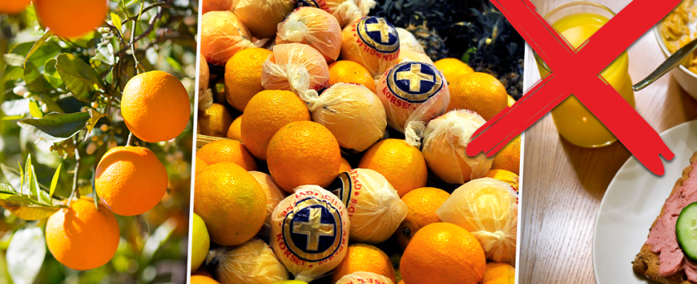 Disease kills citrus trees risk of orange juice shortage