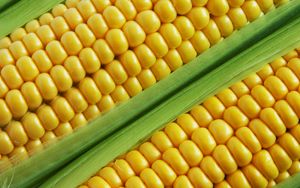 European Commission authorizes and renews GMOs for food and animal