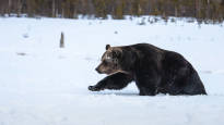 Finland wants to make it easier to hunt wolves bears