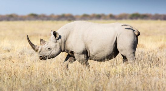 First IVF of a white rhino a breakthrough to save