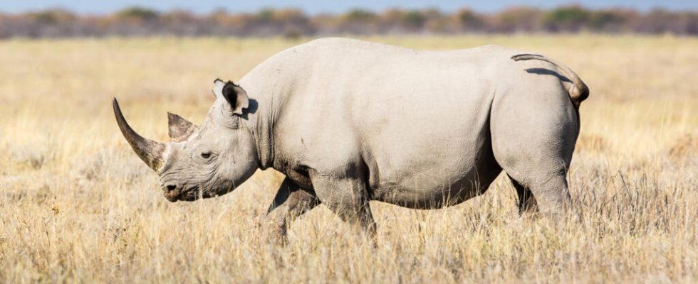 First IVF of a white rhino a breakthrough to save