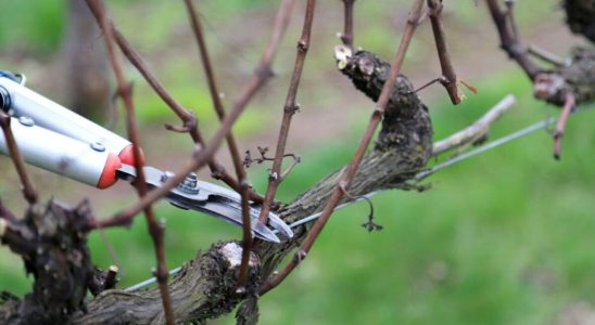 Garden plants that should be pruned now for prolific flowering