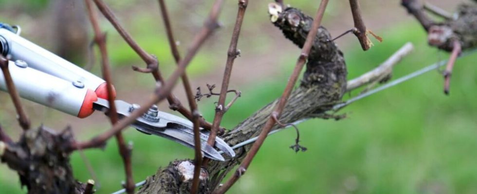 Garden plants that should be pruned now for prolific flowering
