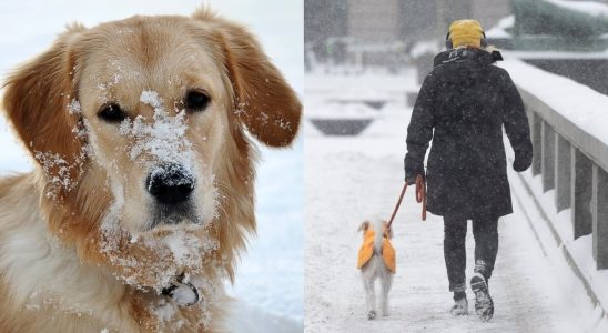 Here are the dog breeds that survive the winter the