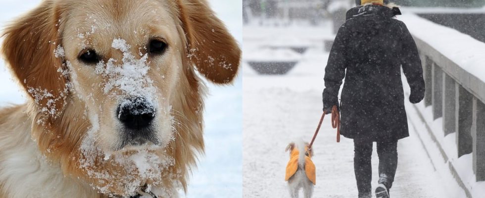 Here are the dog breeds that survive the winter the