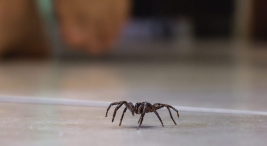 Heres why you should stop trapping spiders in your vacuum