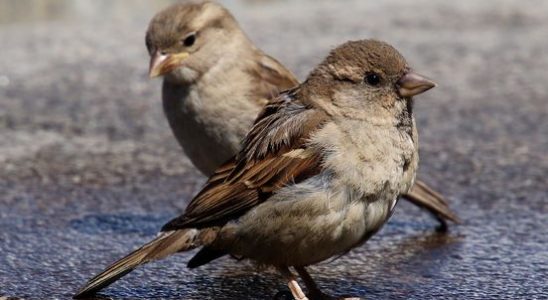 House sparrow again most seen bird in the province Utrecht
