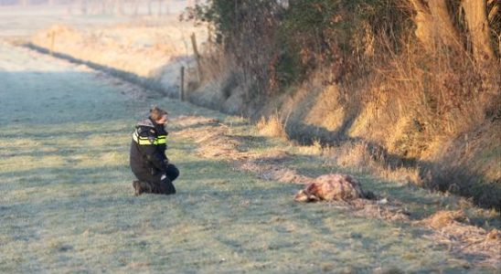 Huskies Eemnes attack cattle again sheep bitten to death