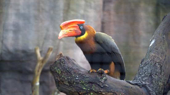 Lawsuit over red hornbills Ouwehands Zoo and ministry are diametrically