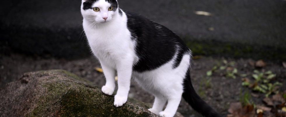 One million cats unregistered with the Swedish Agency for Agriculture