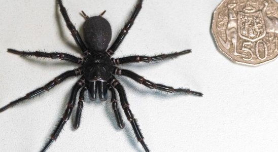 Record sized venomous spider captured in Australia