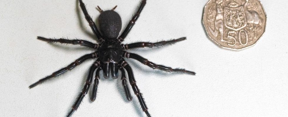 Record sized venomous spider captured in Australia