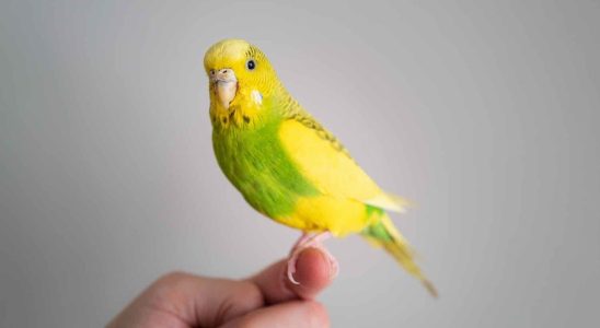 She contracts parrot fever and comes close to death