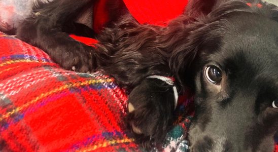 Six legged dog underwent surgery