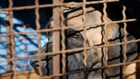 South Korea banned the sale of dog meat Foreign