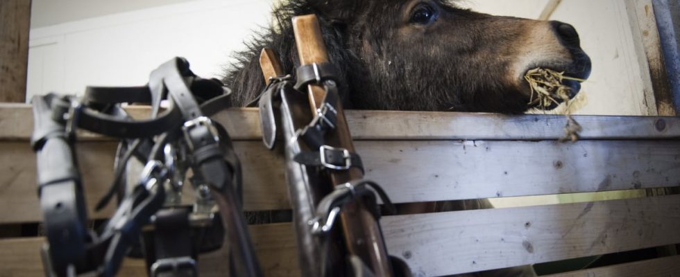 Swedish stable under investigation for suspected animal cruelty