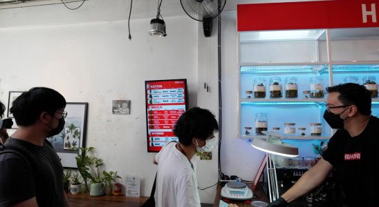 Thai cannabis ban bill
