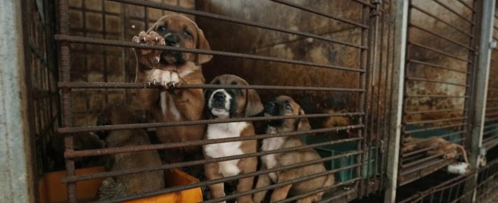dog meat banned from plates in 2027