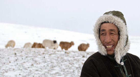nomadic herders in Mongolia first victims of dzud