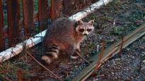 A raccoon knocked out the lights of thousands in Toronto