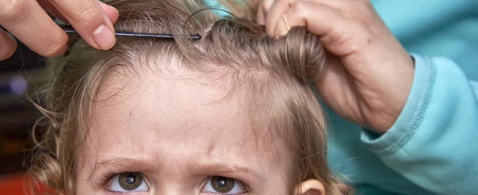Against lice mothers praise the merits of this ingredient other