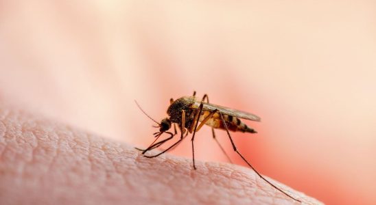 Alert in Guyana in the face of the malaria outbreak