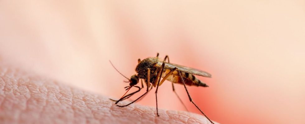 Alert in Guyana in the face of the malaria outbreak