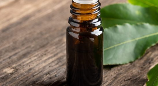 Antitussive this essential oil is best for calming coughs