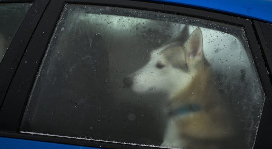 Can you travel with your pet Too few motorists know