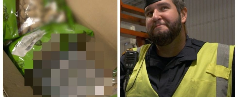 Customs sick discovery hidden among chips and nuts