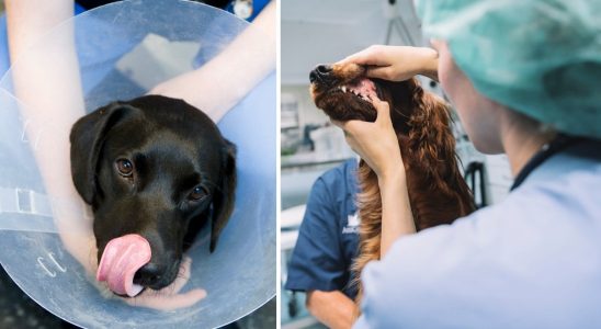 Dog died during surgery the vet made a mistake