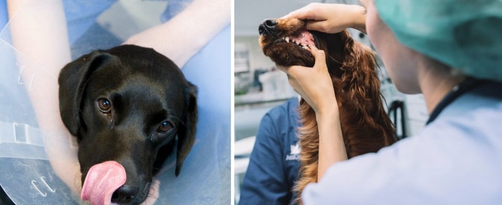 Dog died during surgery the vet made a mistake