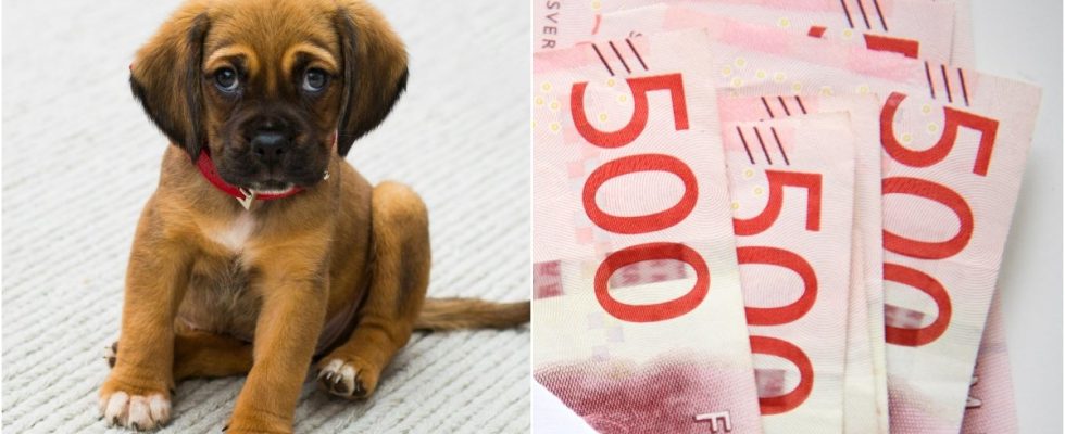 Dog owner This is how much you should have in