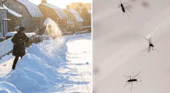 Here are the super insects that live in the snow