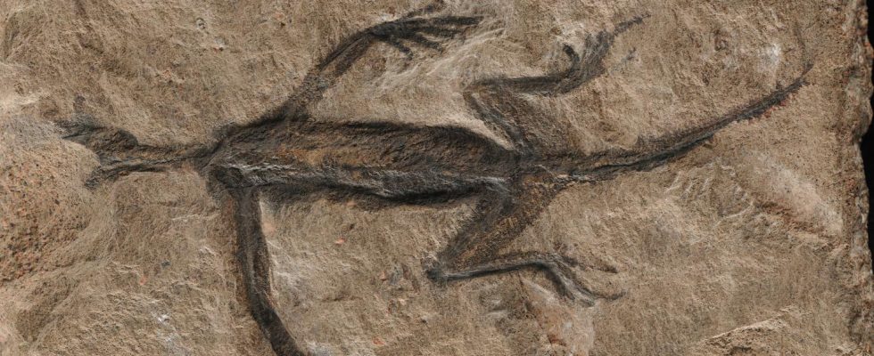 Hoax exposed known fossil believed to be fake