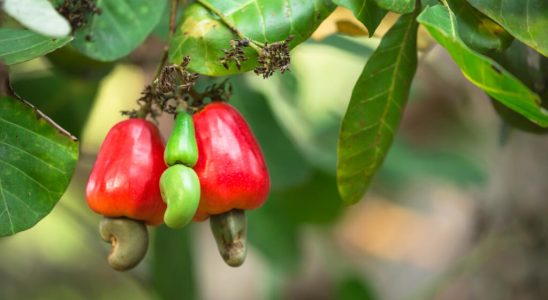 Ivory Coast encourages local processing of cashew nuts