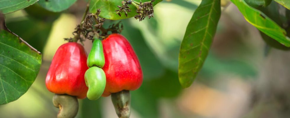 Ivory Coast encourages local processing of cashew nuts