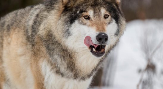 Known wolf linked to new attack