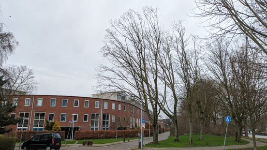 Local residents are shocked two leading Utrecht trees have been