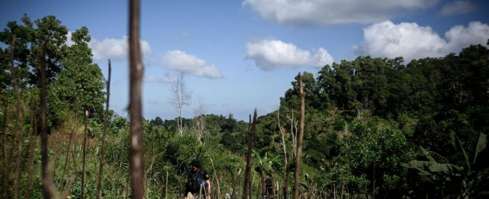 Mayotte the French department most affected by deforestation