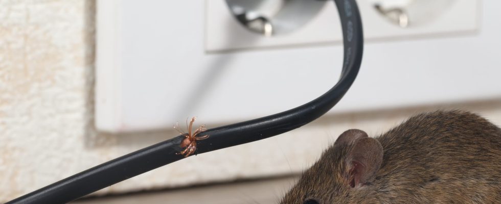 Mice will stay away from your home if you use
